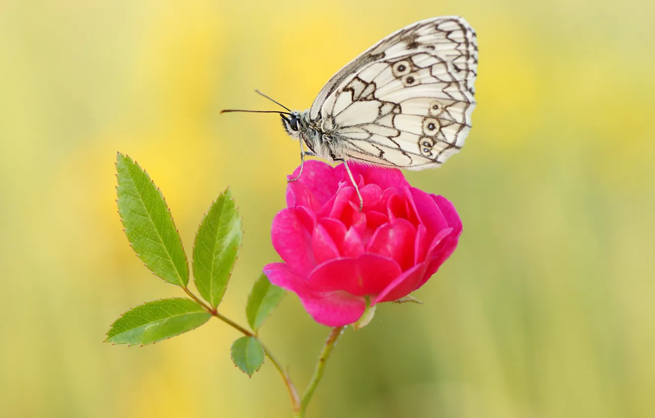 Photo wallpaper white, summer, leaves, macro, flowers, yellow, background, butterfly