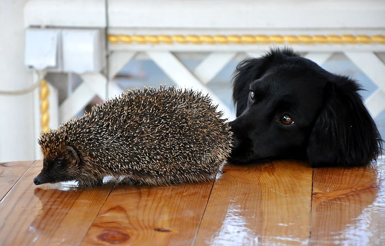 Photo wallpaper needles, table, dog, muzzle, hedgehog, dog