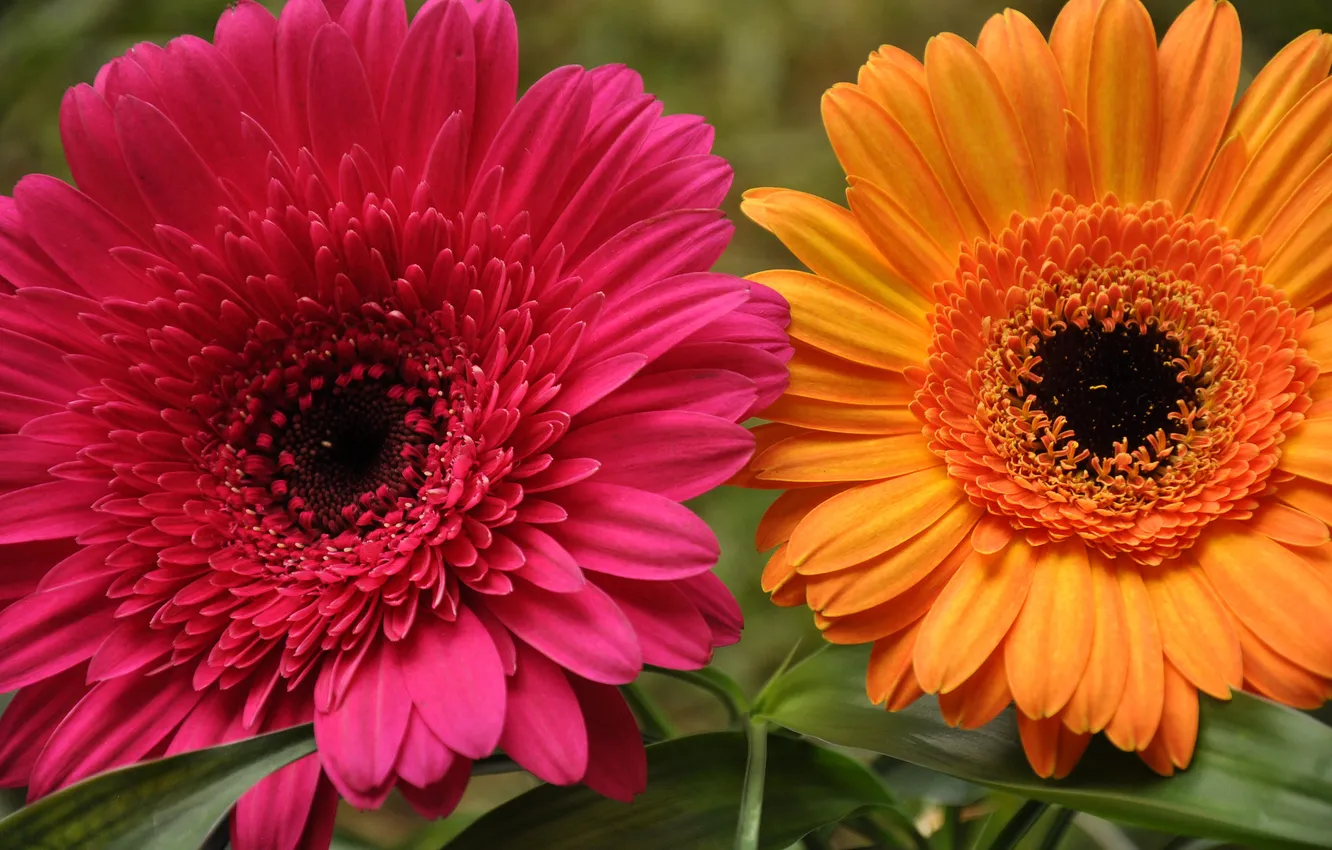 Photo wallpaper macro, nature, petals, gerbera