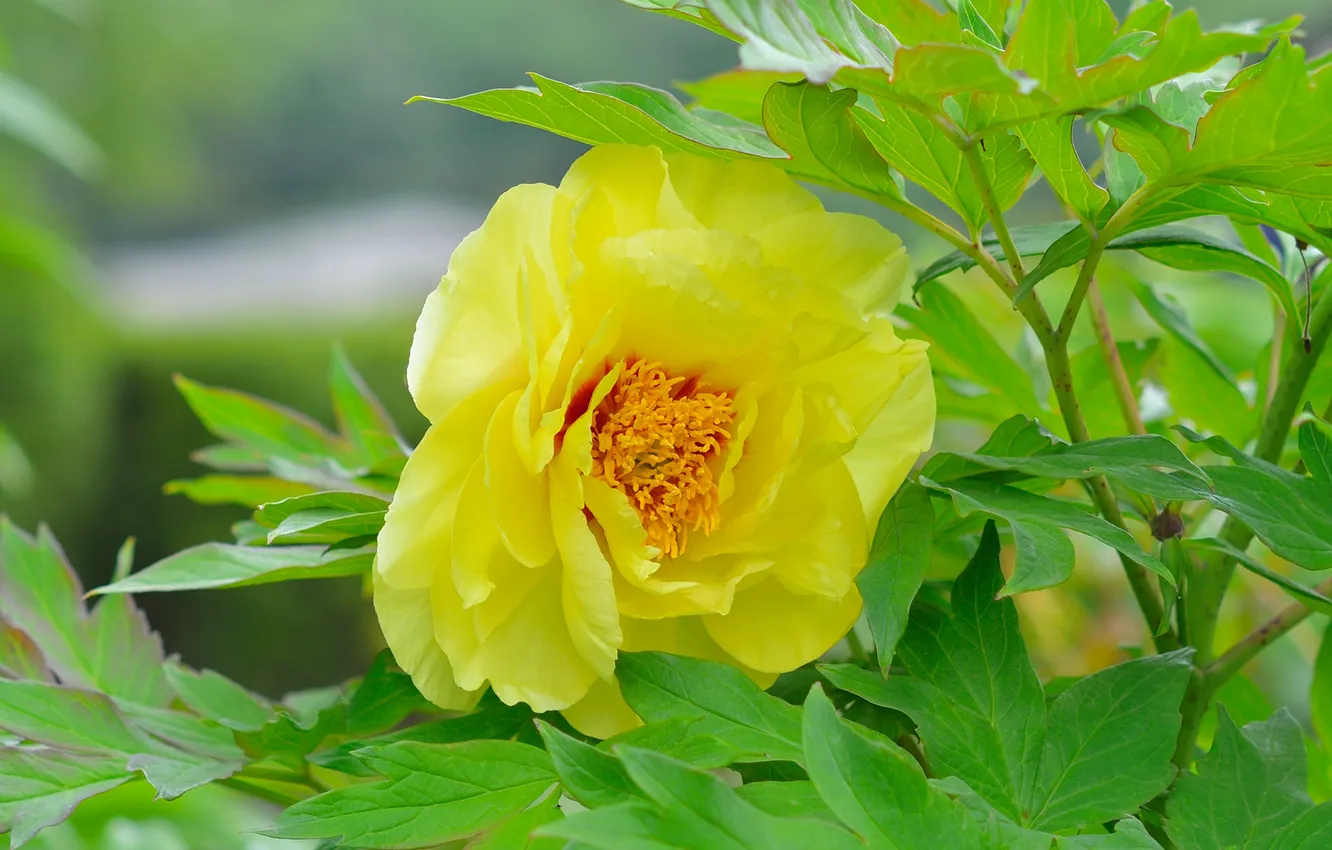 Photo wallpaper yellow, foliage, the bushes, peonies
