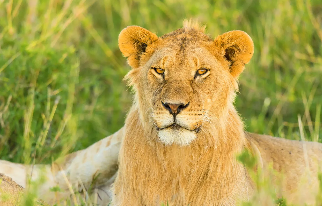 Photo wallpaper face, interest, predator, Leo, Savannah