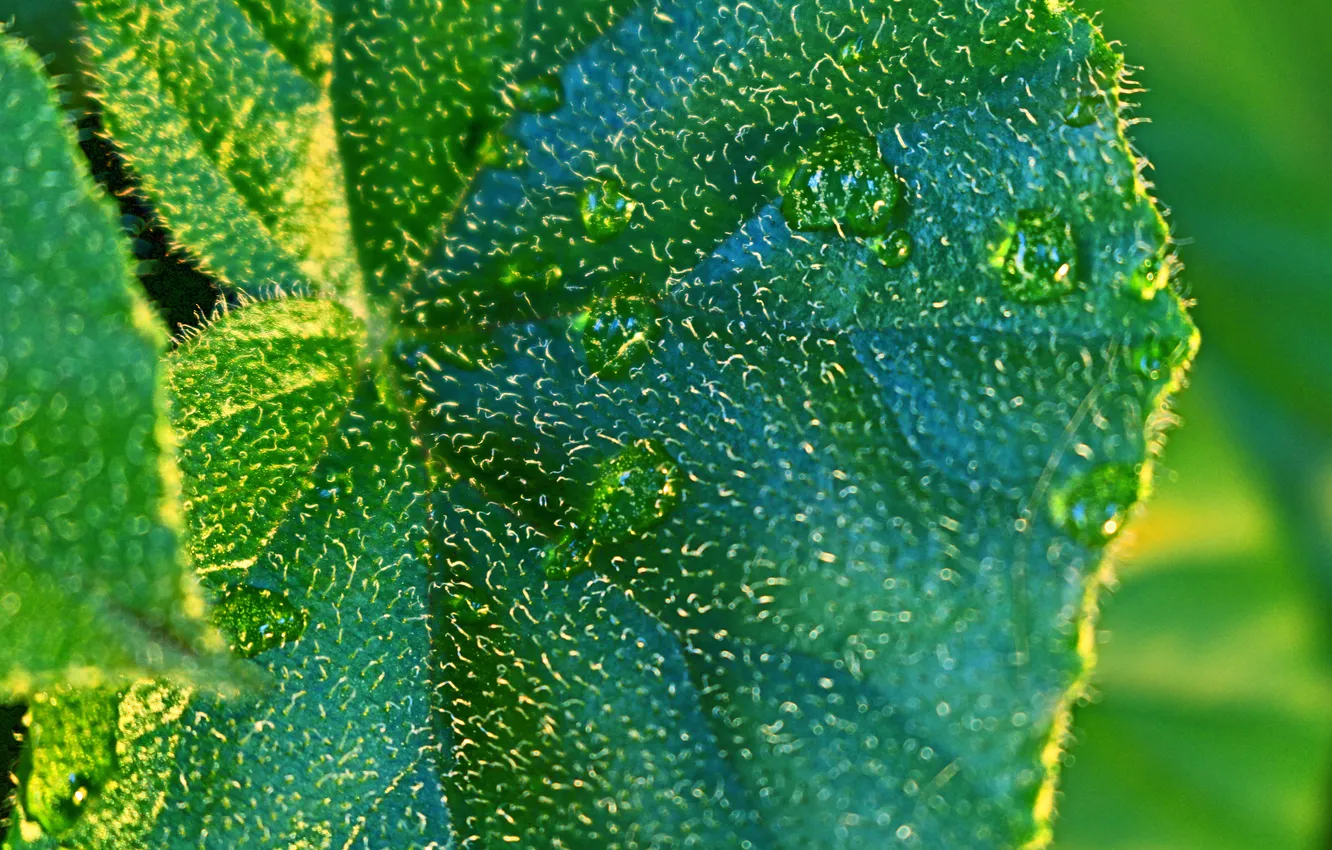 Photo wallpaper summer, leaves, drops, Rosa, leaf