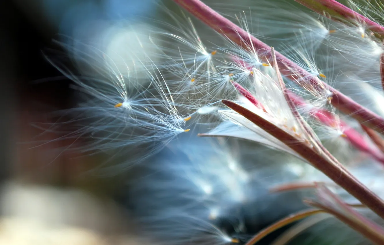 Photo wallpaper macro, fuzzes, bokeh