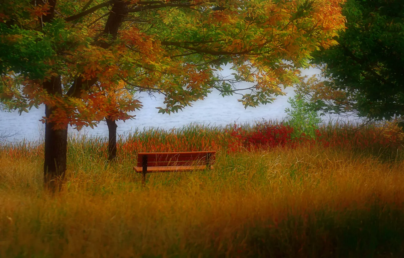Photo wallpaper autumn, trees, bench