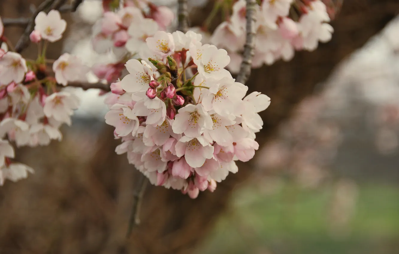 Photo wallpaper macro, trees, flowers, branches, cherry, tenderness, spring, petals