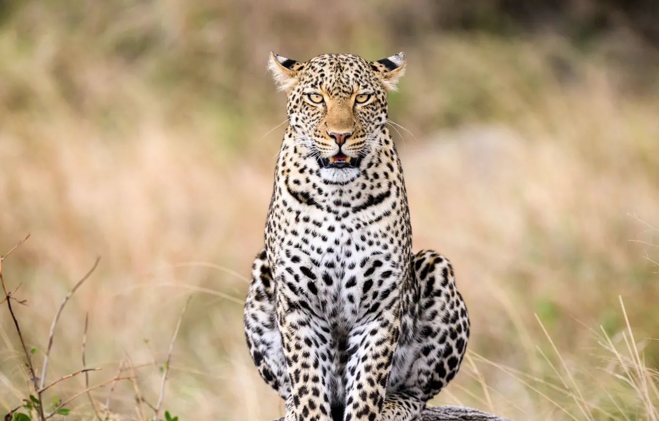 Photo wallpaper leopard, beautiful, look, shot, african, stare, restingrock