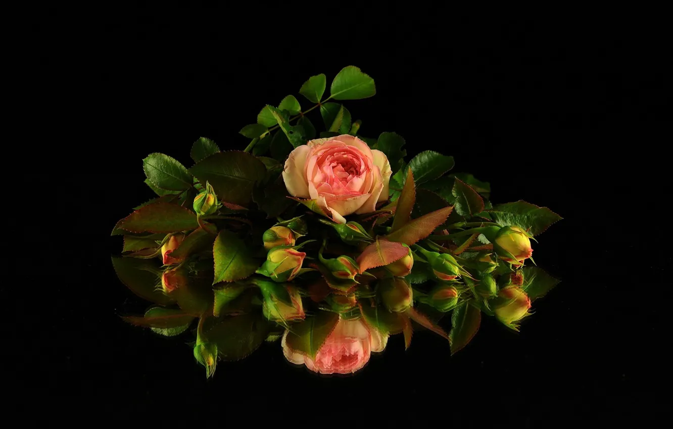 Photo wallpaper roses, buds, black background