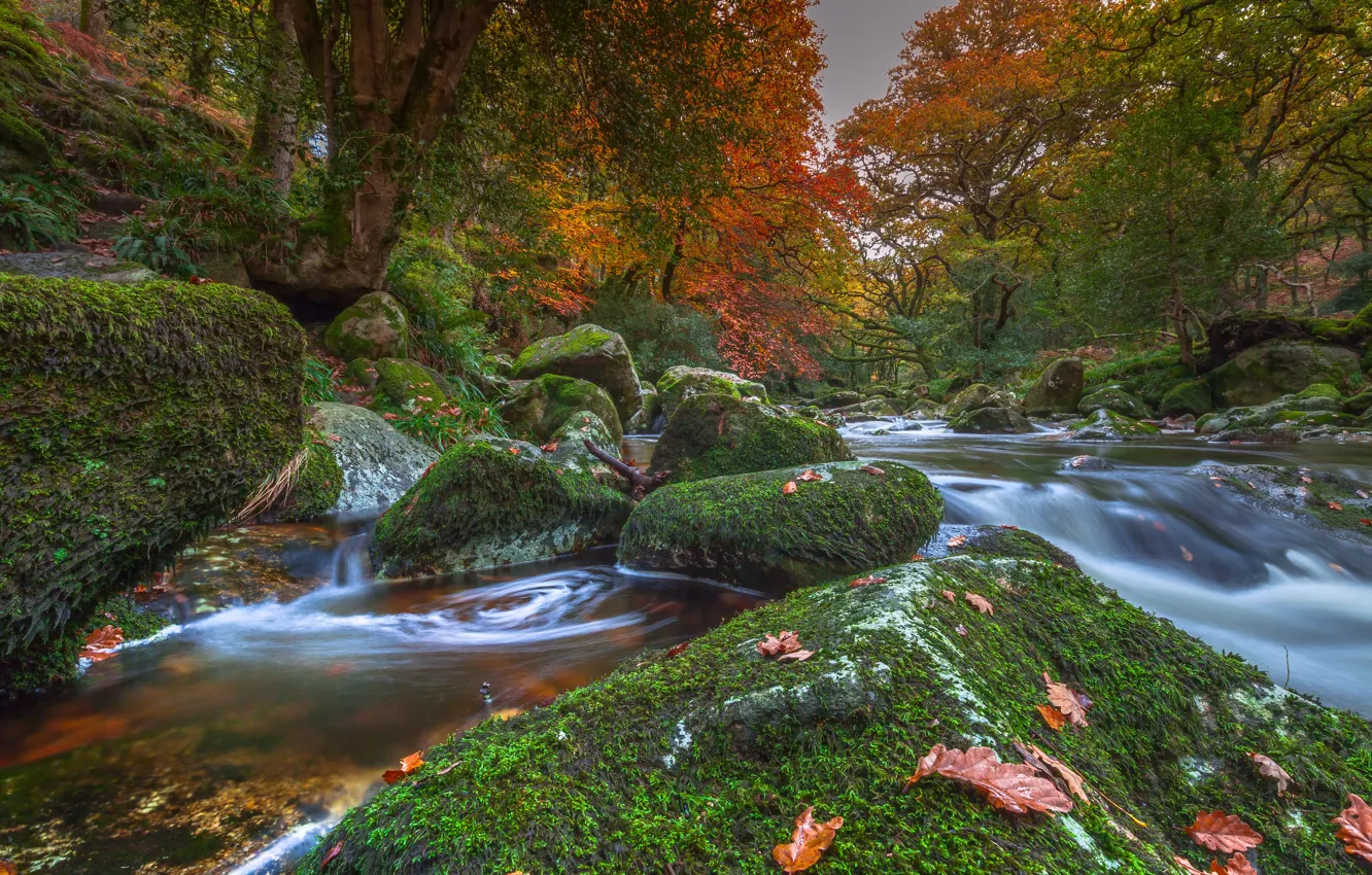 Photo wallpaper autumn, trees, river, stones, England, moss, Devon, England