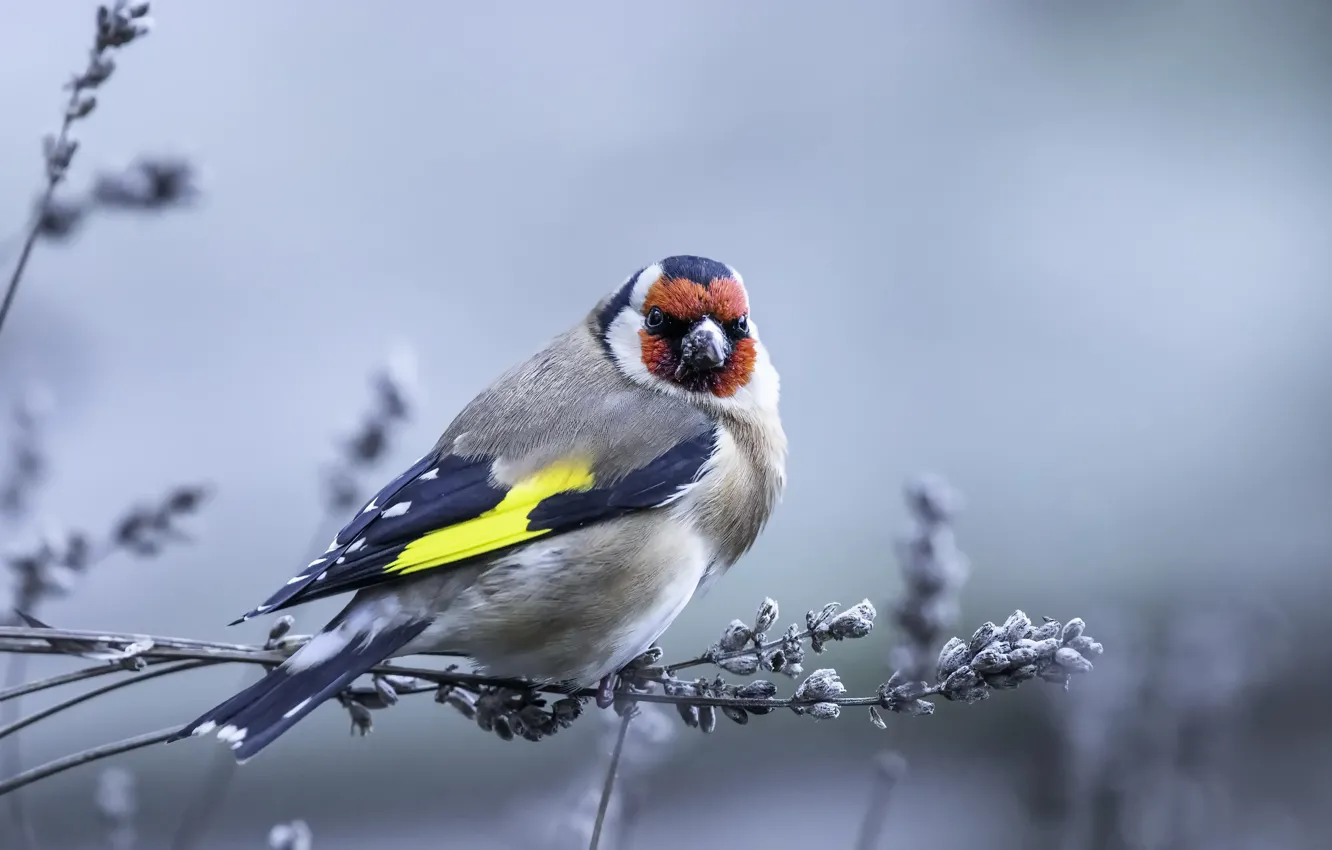 Photo wallpaper nature, bird, European goldfinch