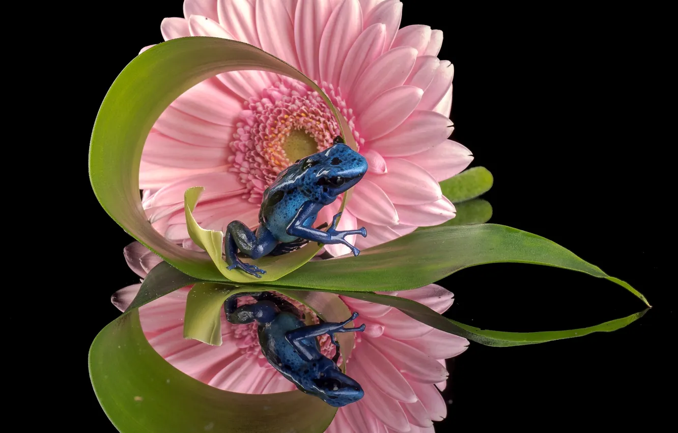 Photo wallpaper flower, reflection, frog, gerbera, Blue dendrobates