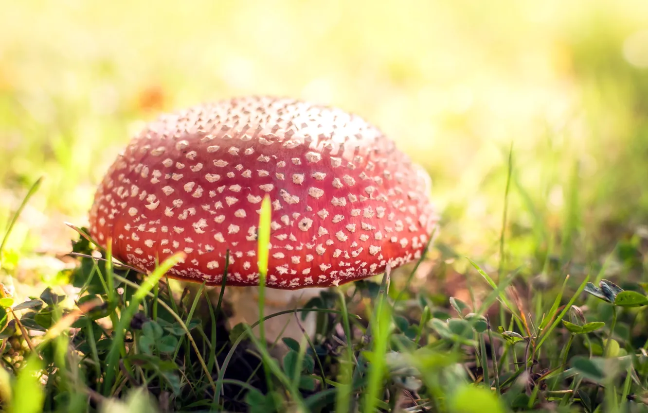 Photo wallpaper forest, nature, mushrooms