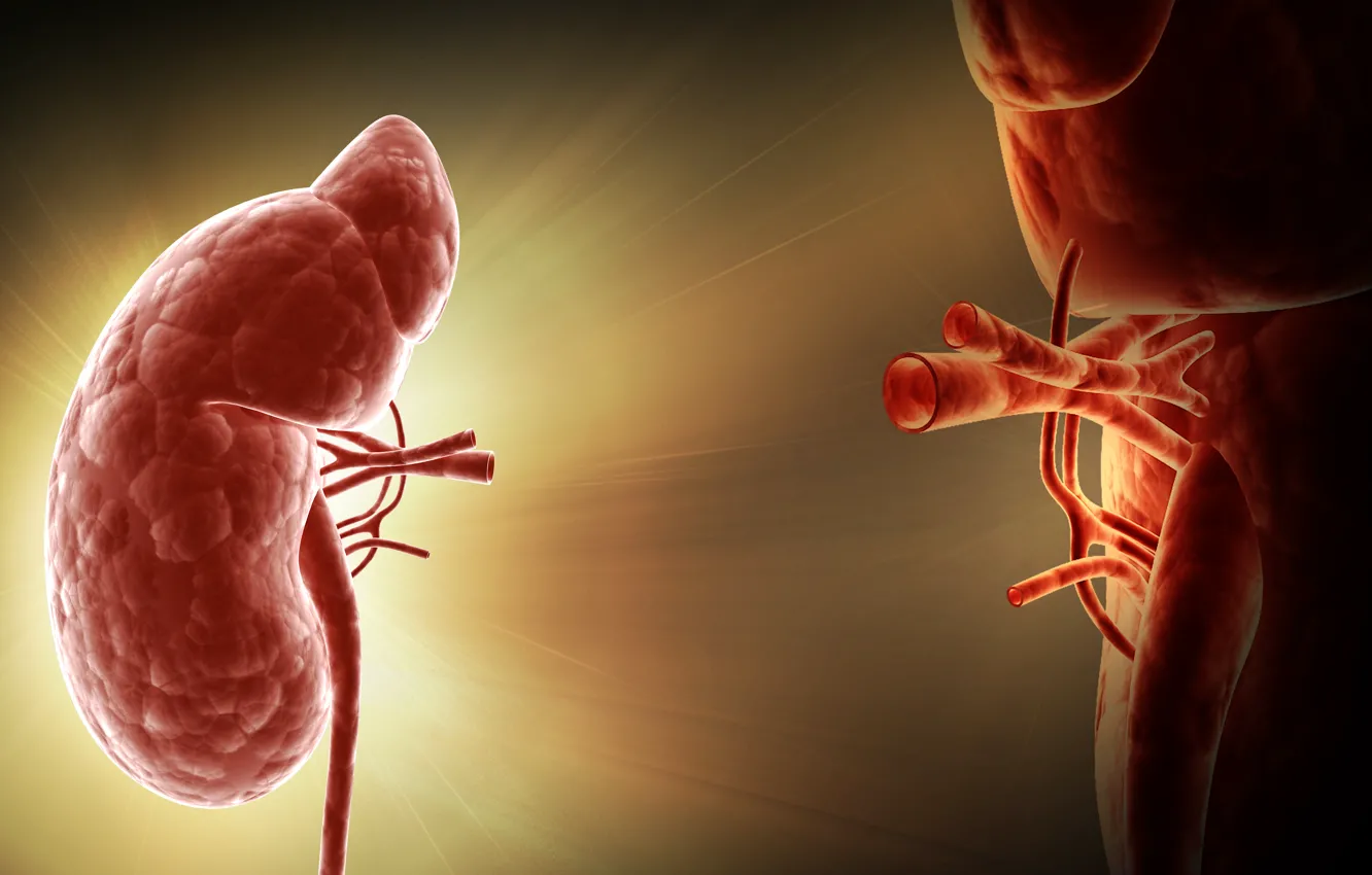 Photo wallpaper human, Kidney, organ of the human body