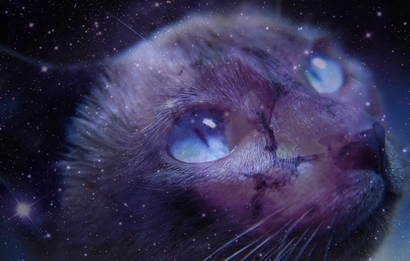Photo wallpaper cat, look, space