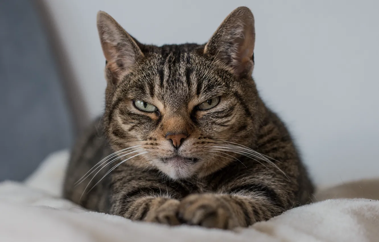 Photo wallpaper cat, cat, face, stay, fangs