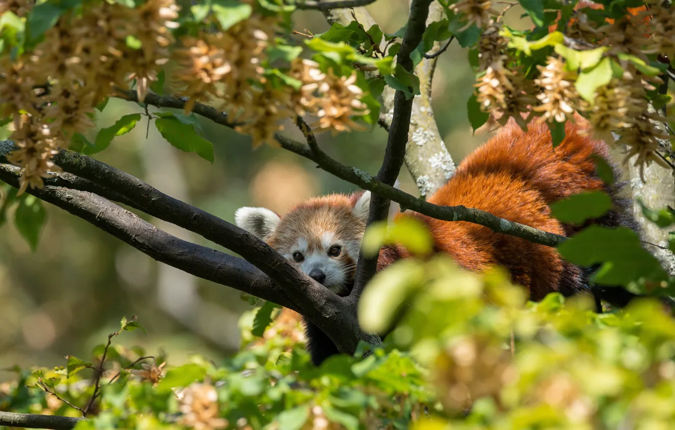 Photo wallpaper light, trees, branches, foliage, red Panda, face, bokeh, red Panda