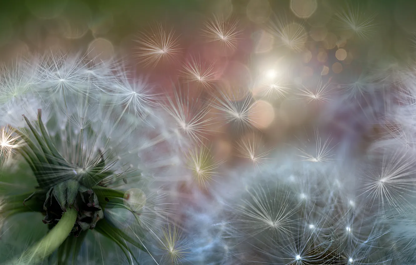 Photo wallpaper macro, photo, dandelion