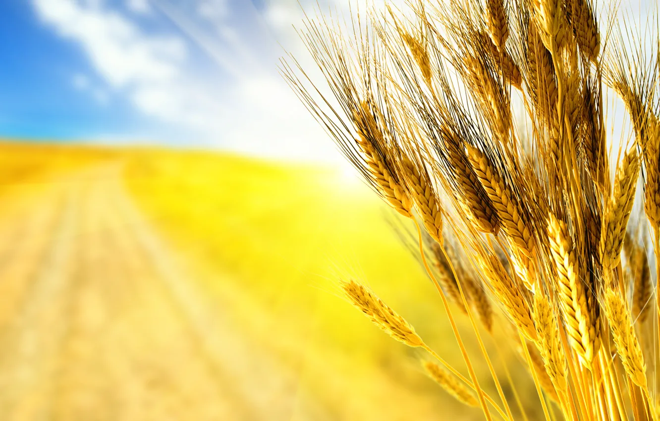 Photo wallpaper road, wheat, field, autumn, the sky, grass, macro, rays