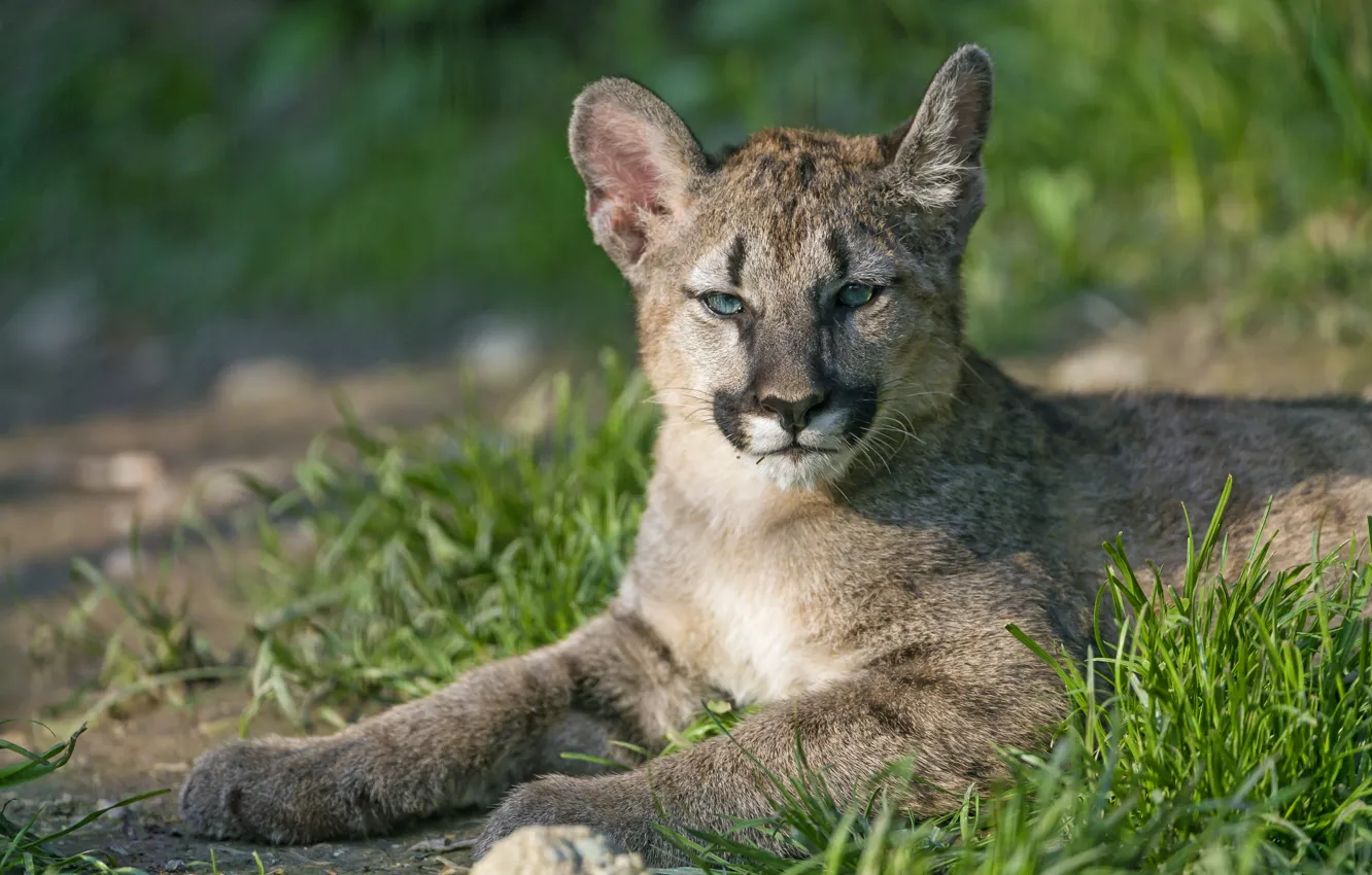 Photo wallpaper grass, look, face, cub, kitty, Puma, mountain lion, Cougar