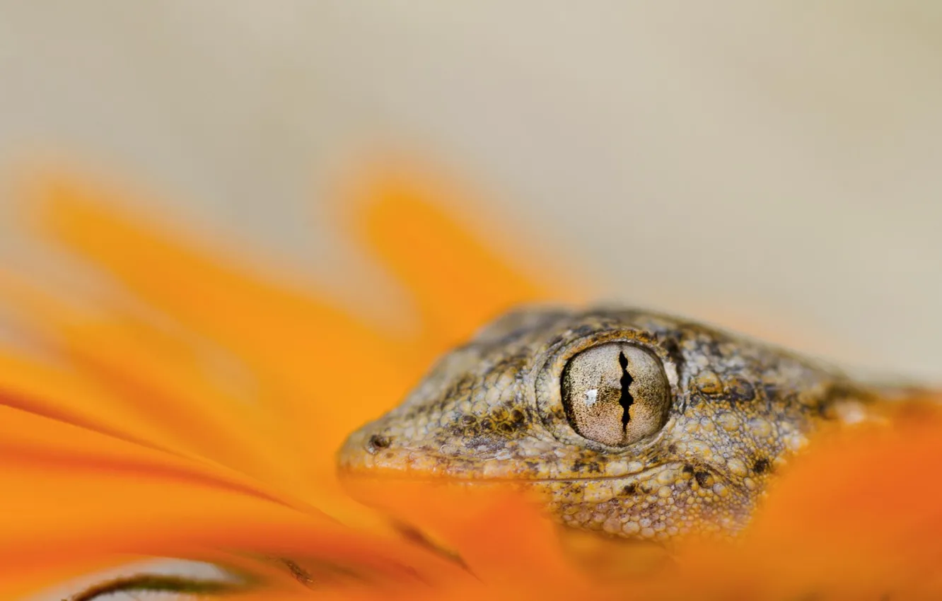 Photo wallpaper eyes, lizard, head, reptile