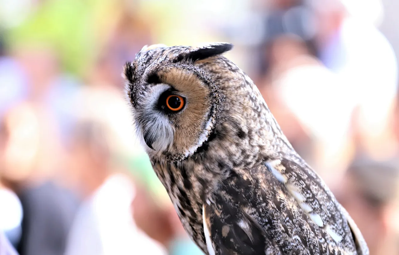 Photo wallpaper look, light, owl, bird, portrait, ears, bokeh, blurred background
