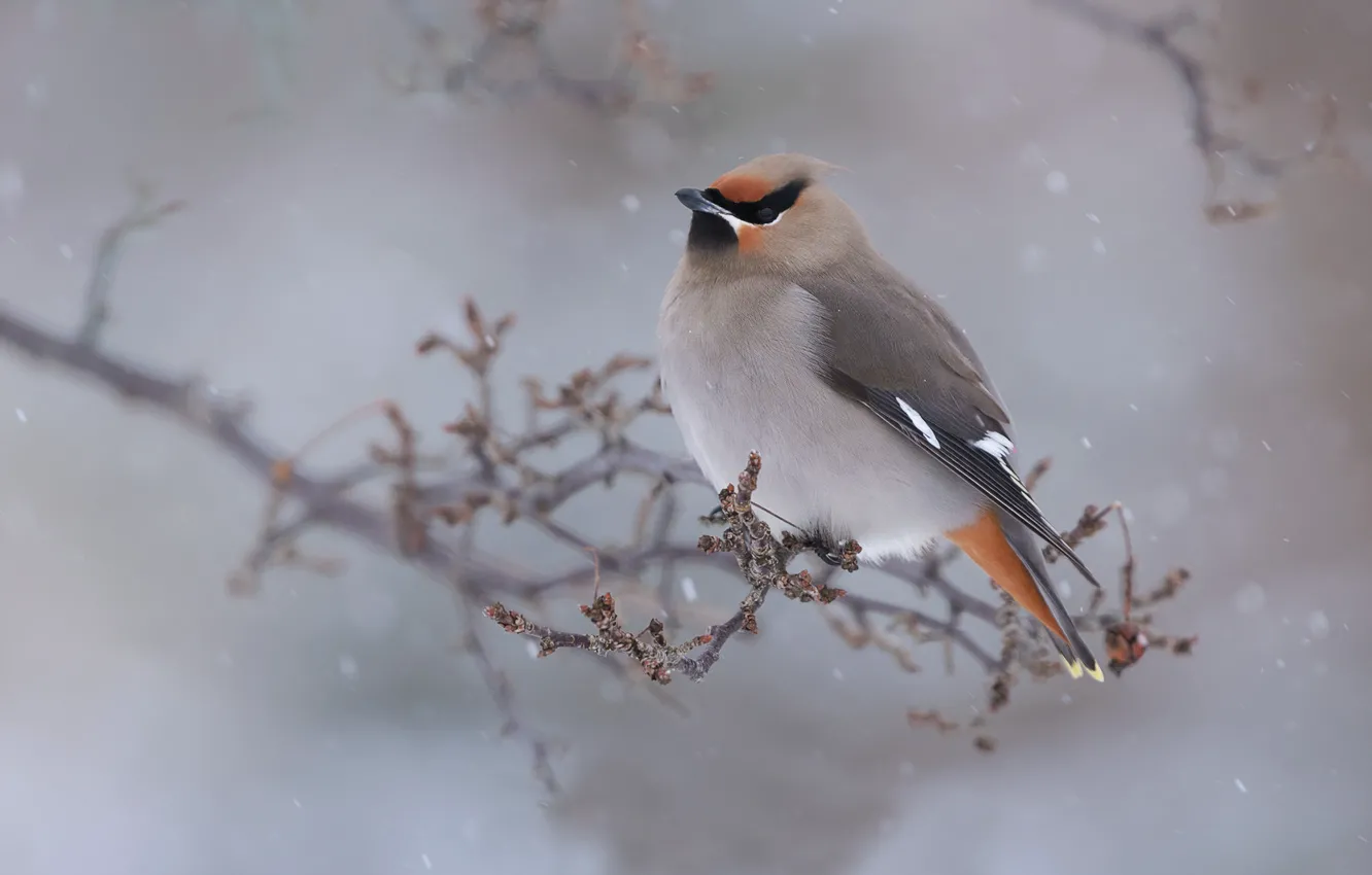 Photo wallpaper winter, branches, bird, the Waxwing
