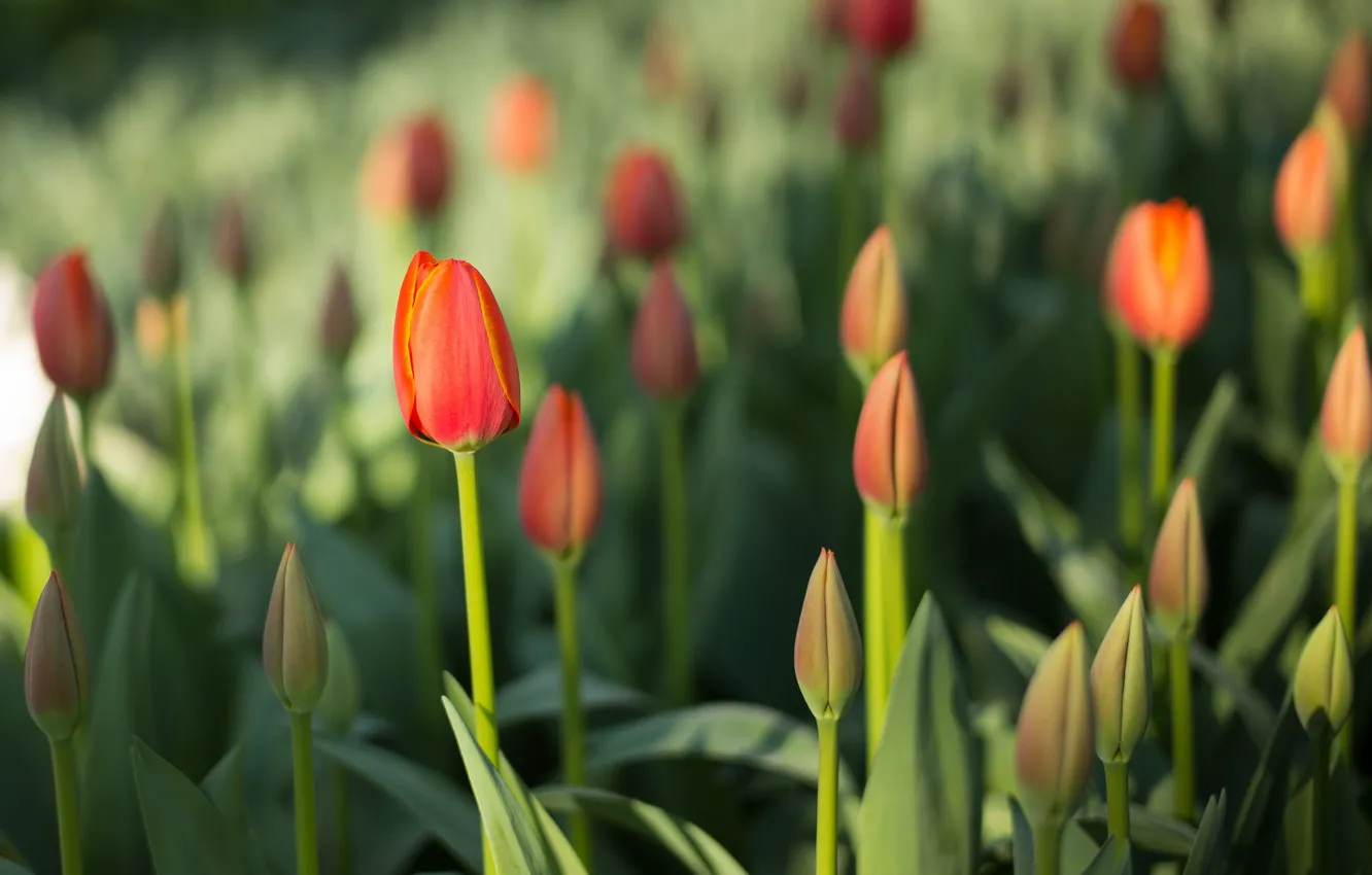 Photo wallpaper flowers, nature, spring, tulips, flowering