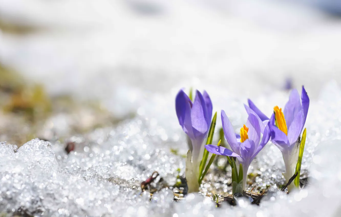 Photo wallpaper snow, flowers, spring, crocuses, lilac, bokeh