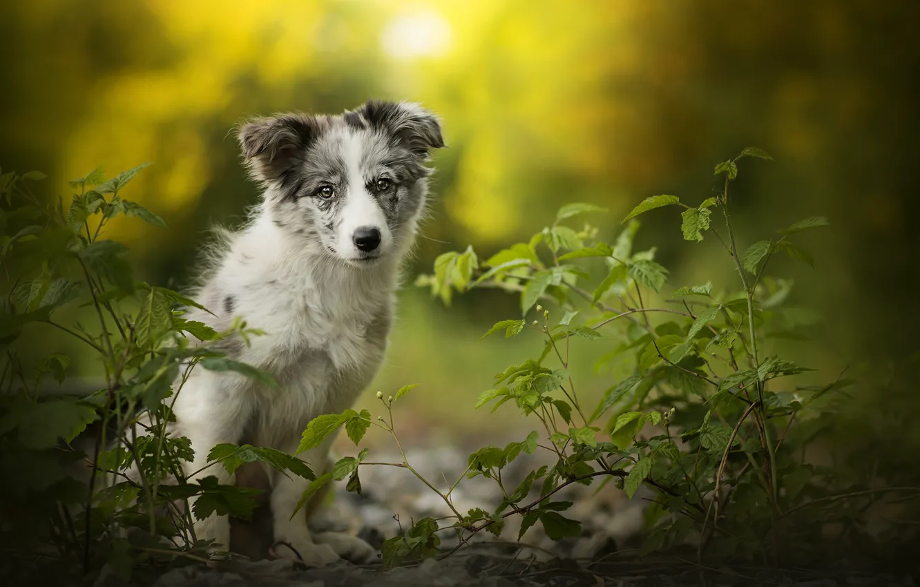 Photo wallpaper puppy, dog, Alice, bokeh, Australian shepherd, Aussie