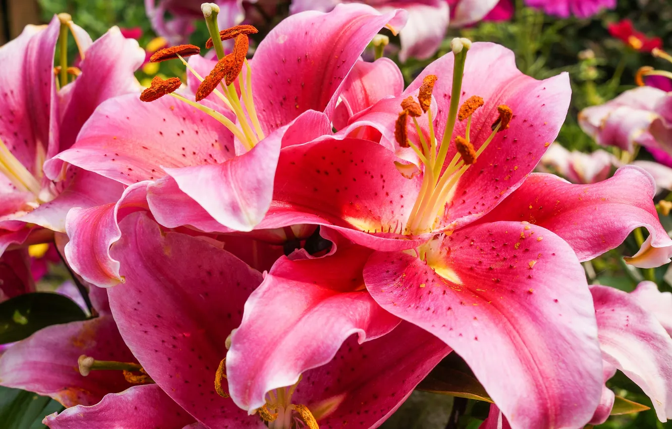 Photo wallpaper macro, Lily, petals