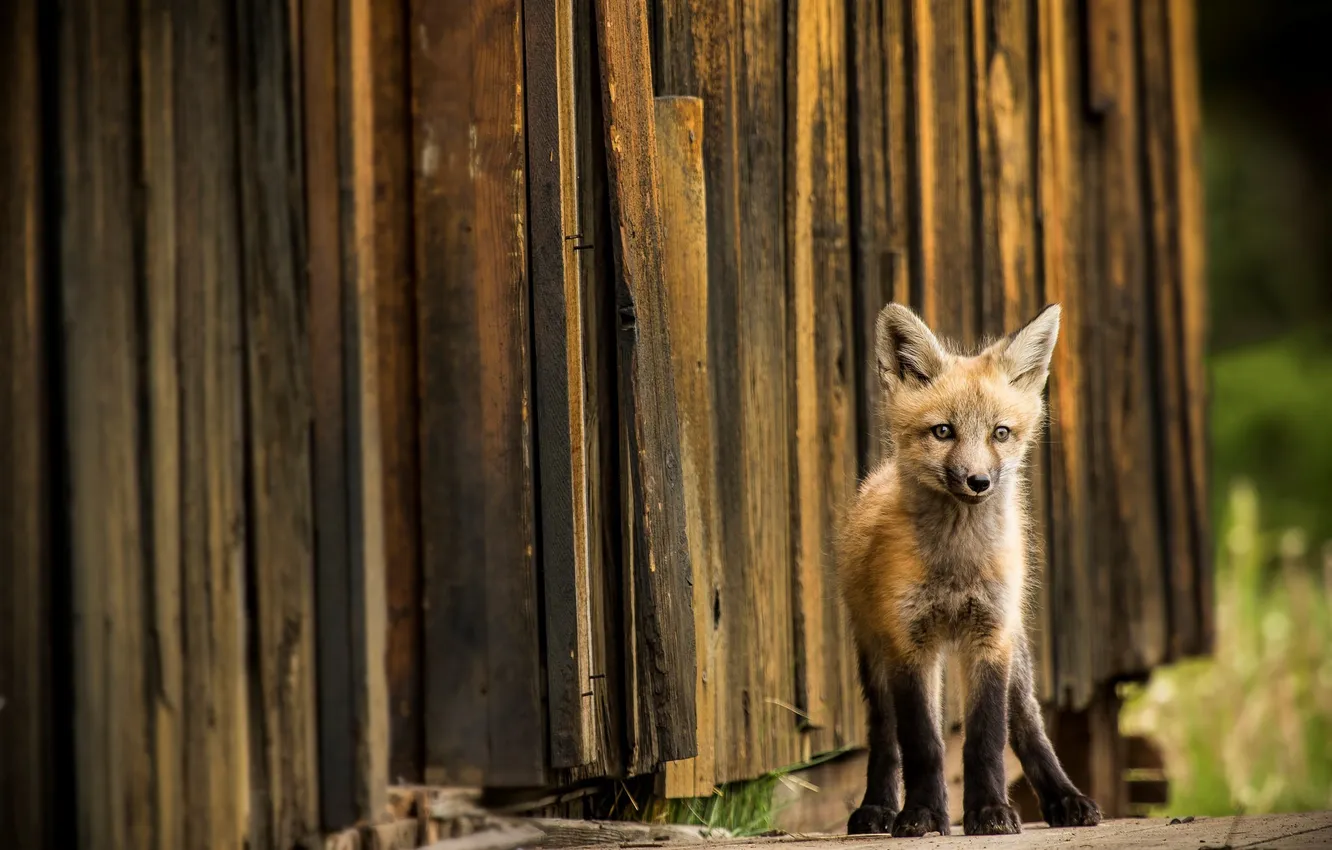 Photo wallpaper nature, background, Fox