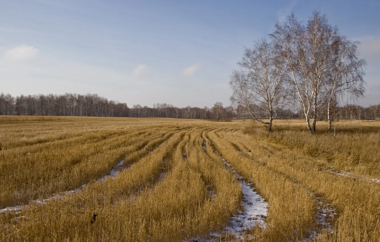 Photo wallpaper field, autumn, birch