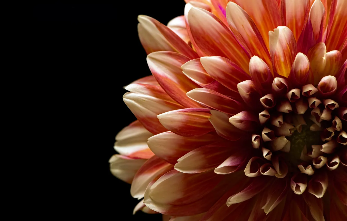 Photo wallpaper macro, flowers, orange, close-up, petals, black background, two-tone, dahlias