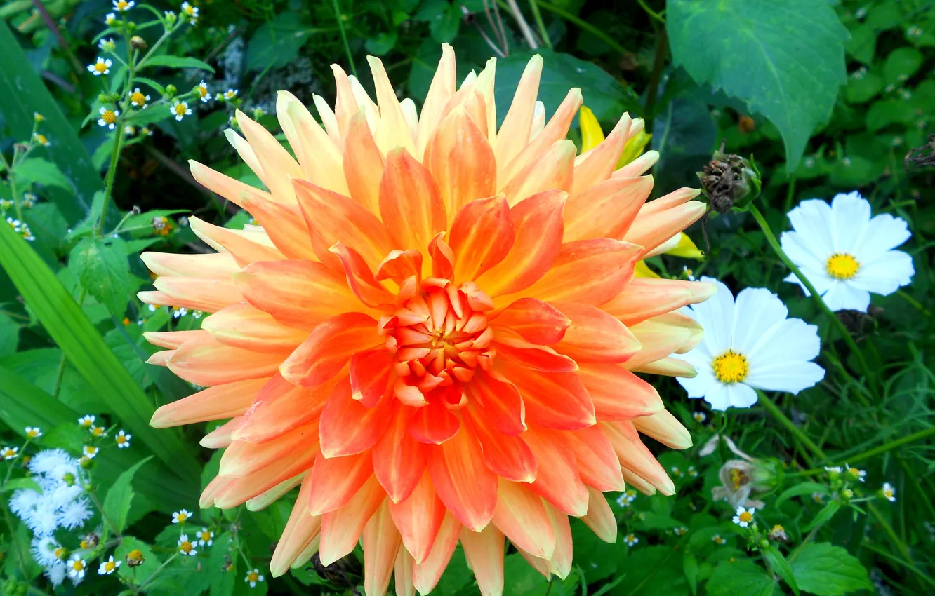 Photo wallpaper flower, Dahlia, orange Dahlia