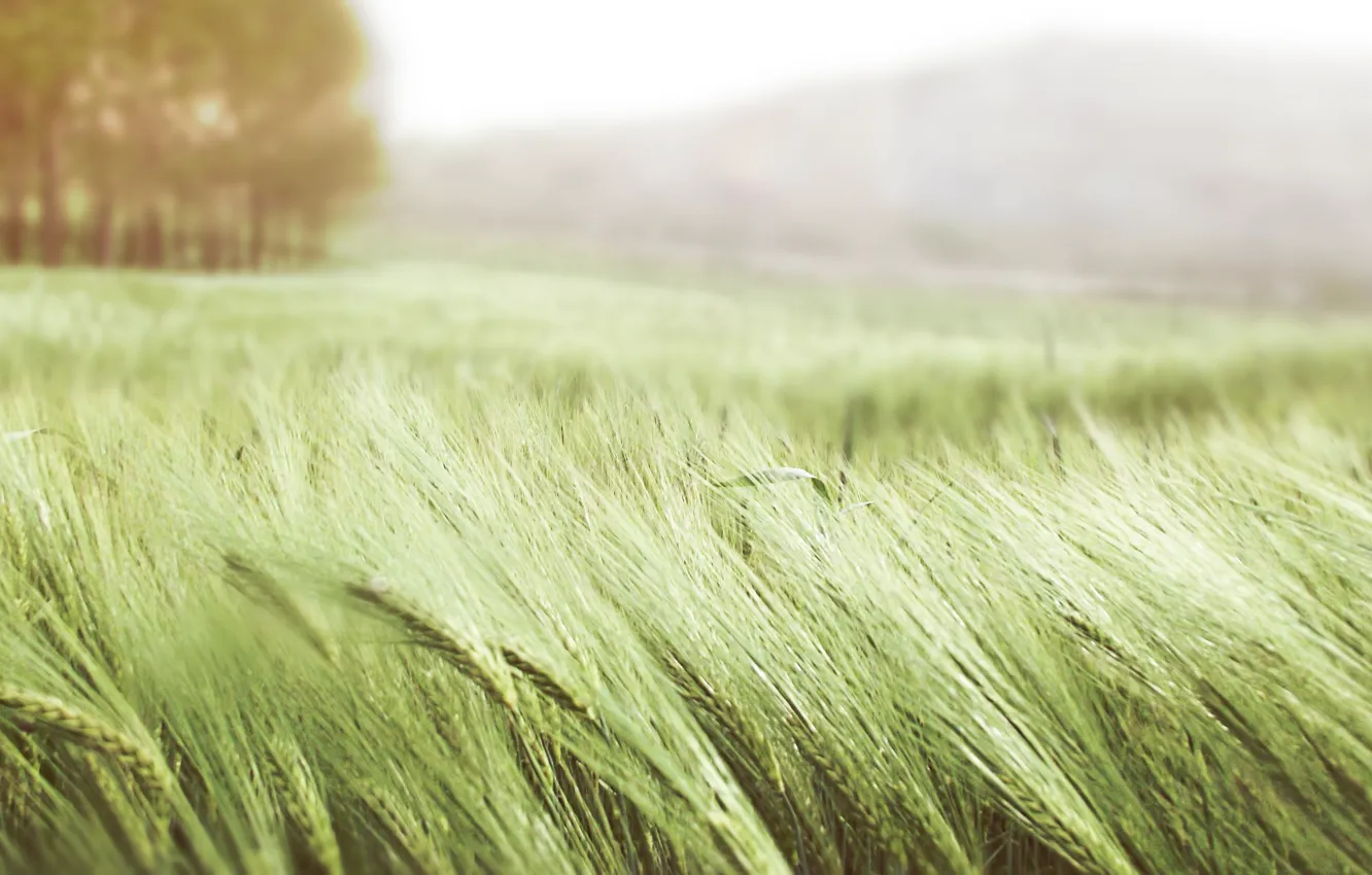Photo wallpaper wheat, field, summer, grass, nature, the wind, ears, green