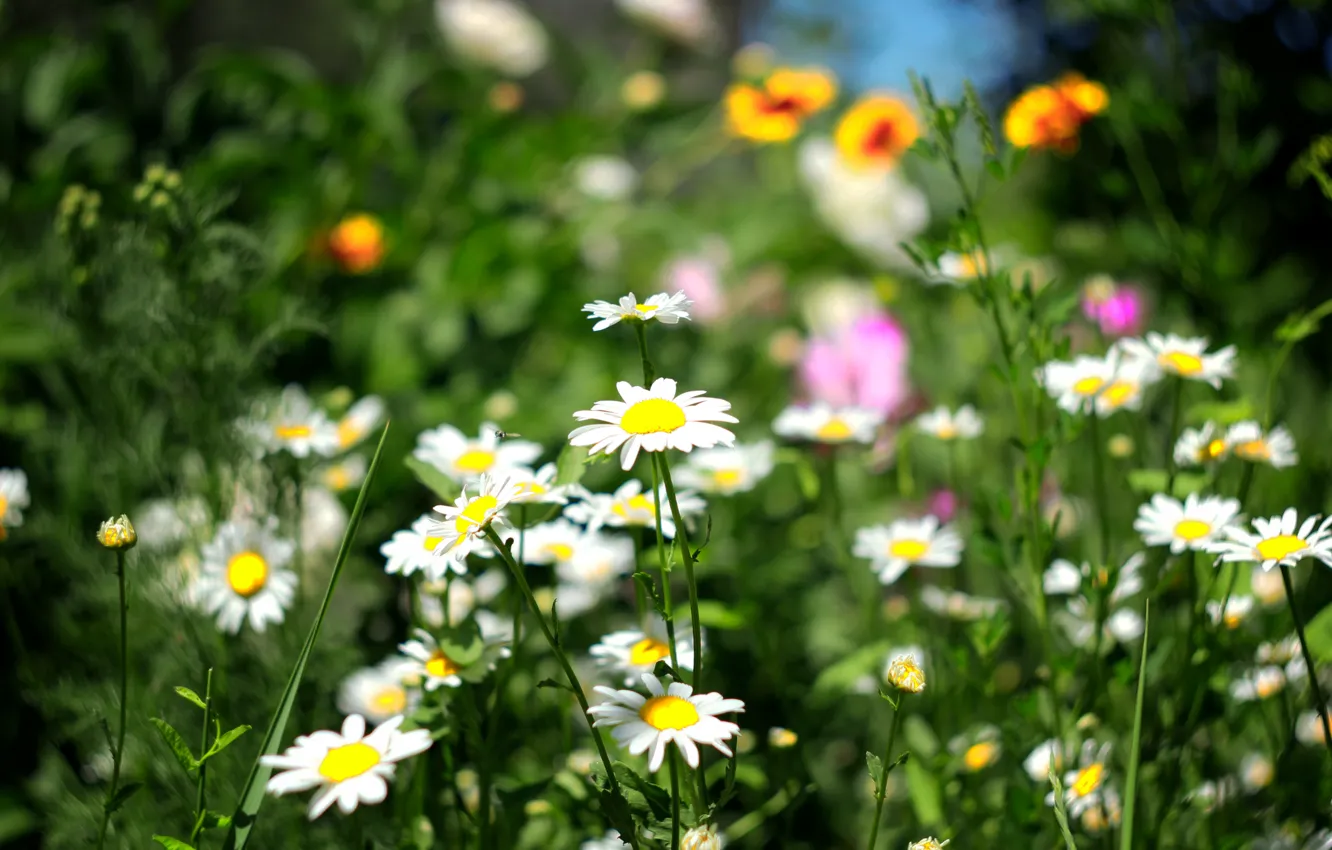 Photo wallpaper greens, field, summer, grass, flowers, Wallpaper, chamomile