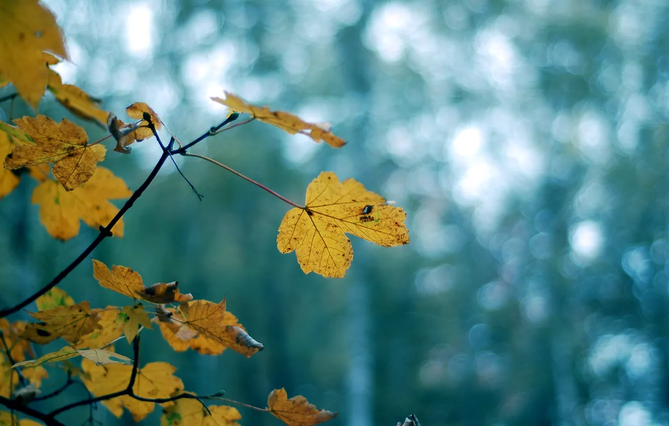 Photo wallpaper leaves, trees, yellow