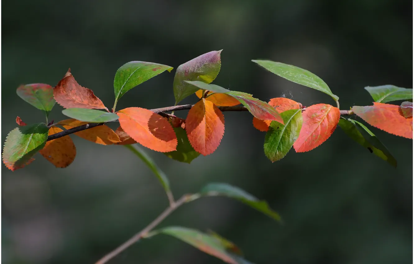 Photo wallpaper autumn, leaves, proroga