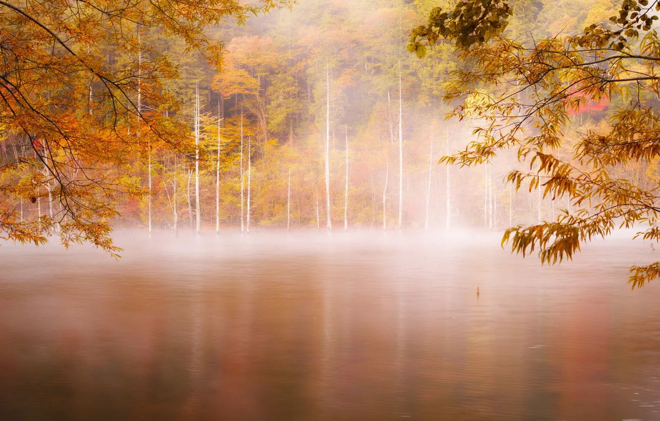 Photo wallpaper autumn, forest, fog, river, morning
