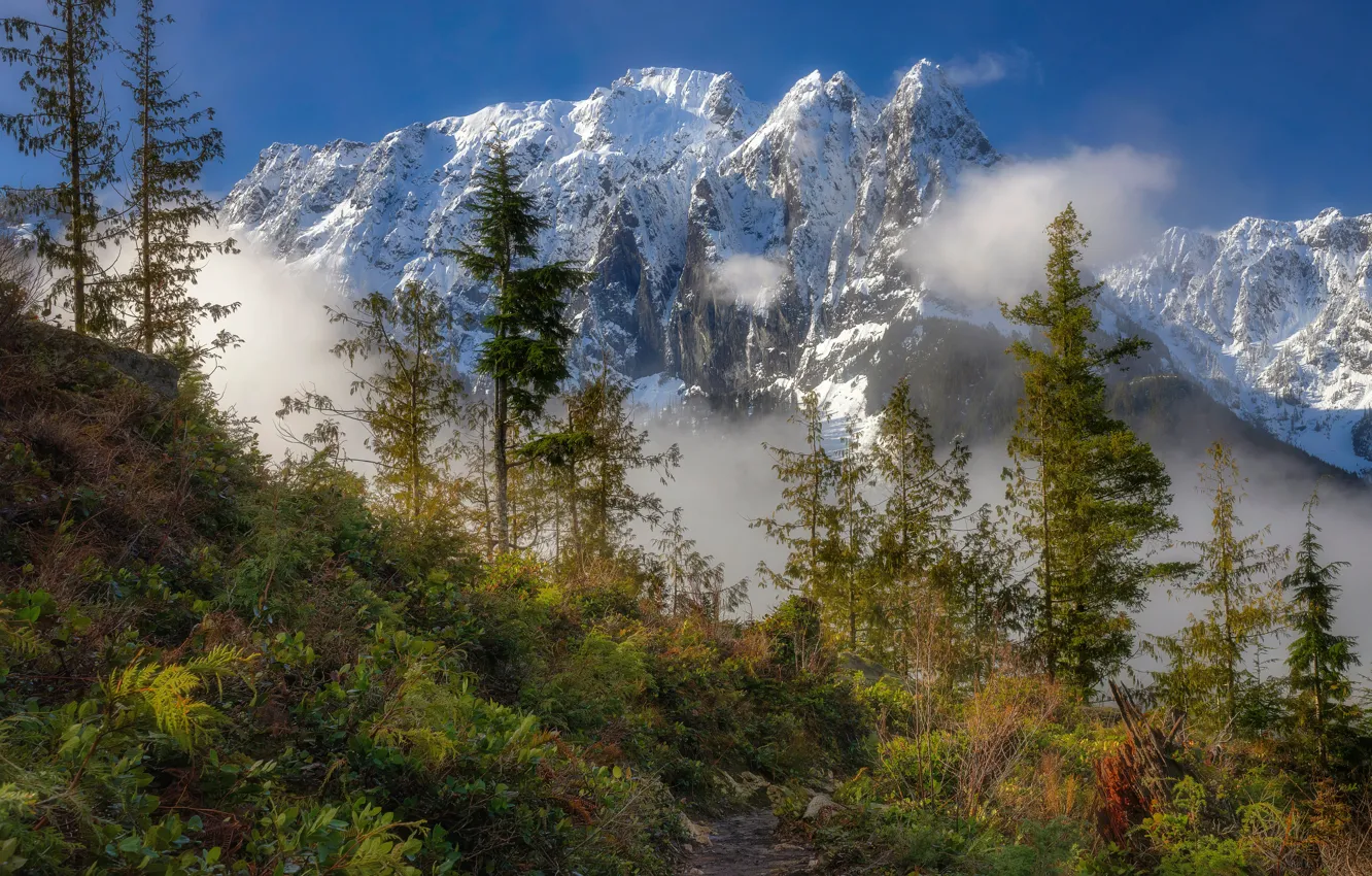 Photo wallpaper forest, the sky, grass, the sun, clouds, snow, trees, mountains