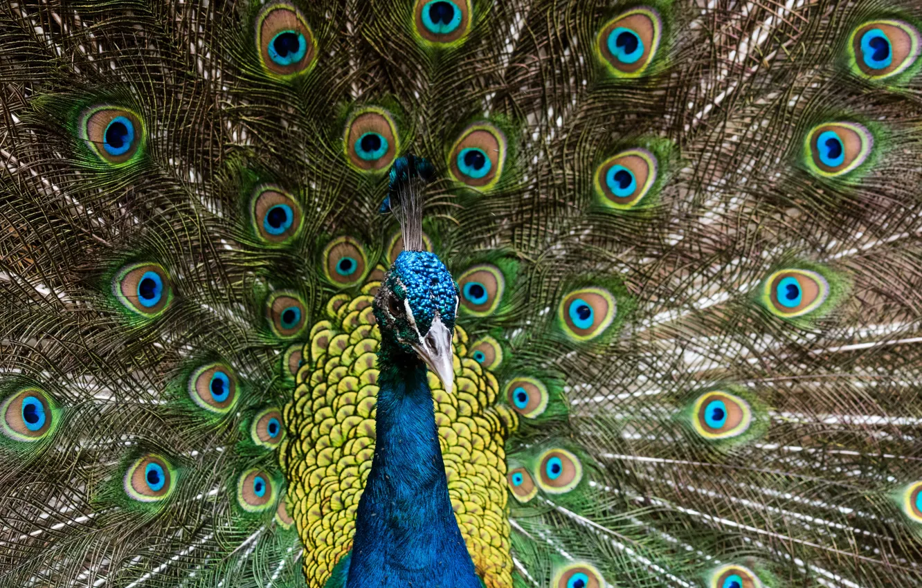 Photo wallpaper bird, tail, peacock