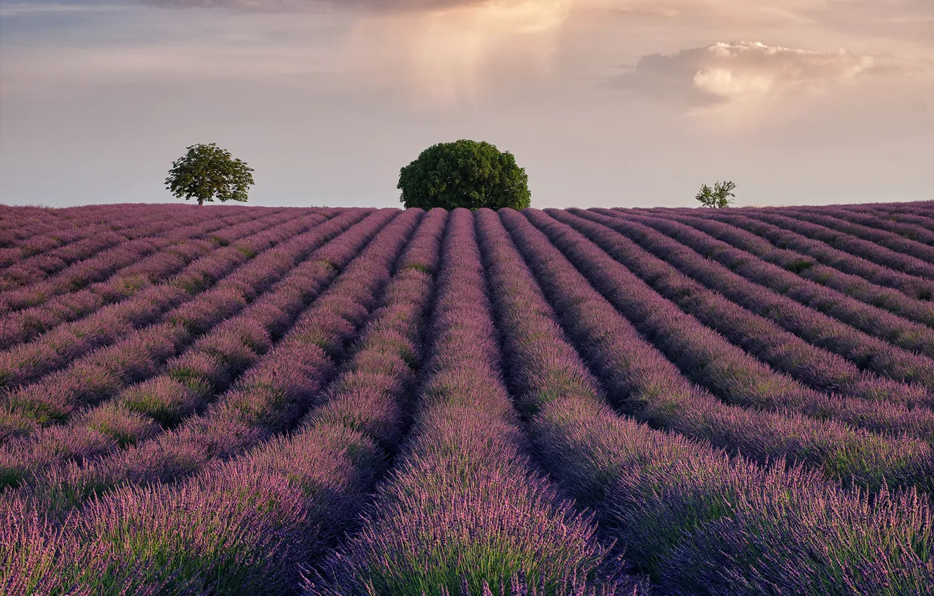 Photo wallpaper field, the sky, clouds, trees, lavender