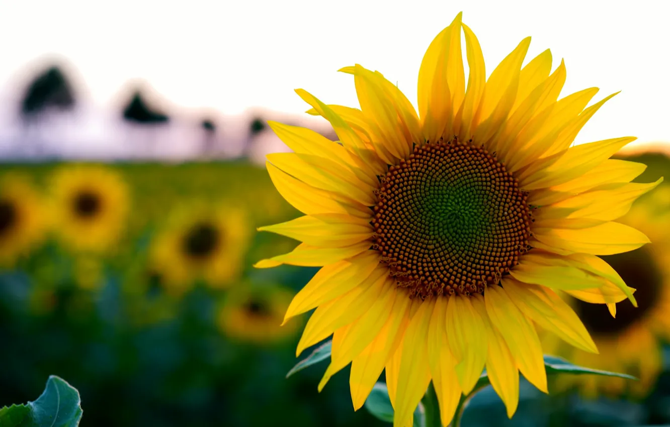 Photo wallpaper field, summer, sunflower, bokeh
