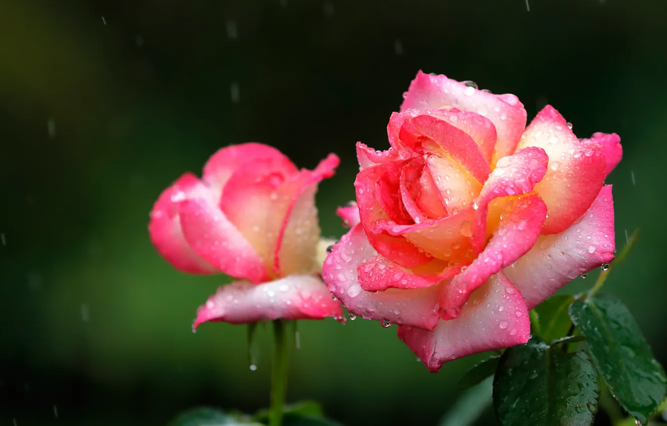Photo wallpaper drops, rain, roses, petals