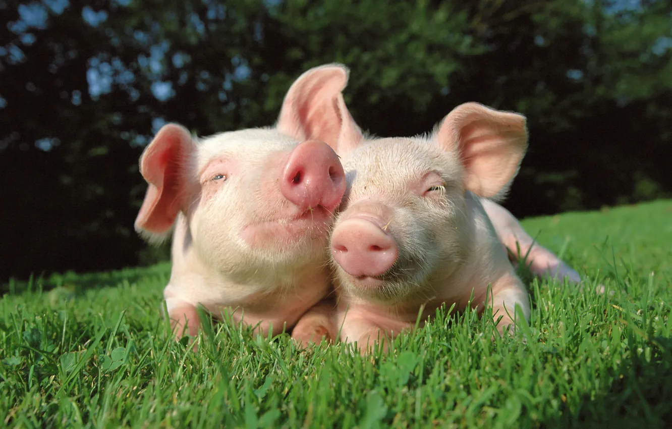 Photo wallpaper grass, nature, pig, friends