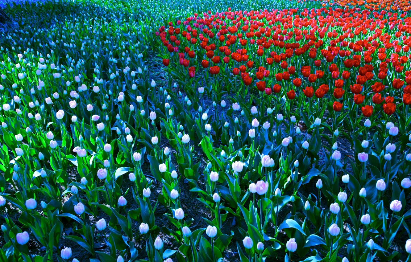 Photo wallpaper flowers, red, glade, spring, garden, tulips, white, buds