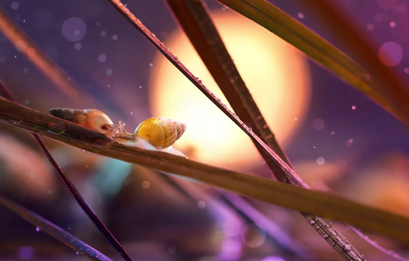 Photo wallpaper grass, drops, Rosa, snail, bokeh