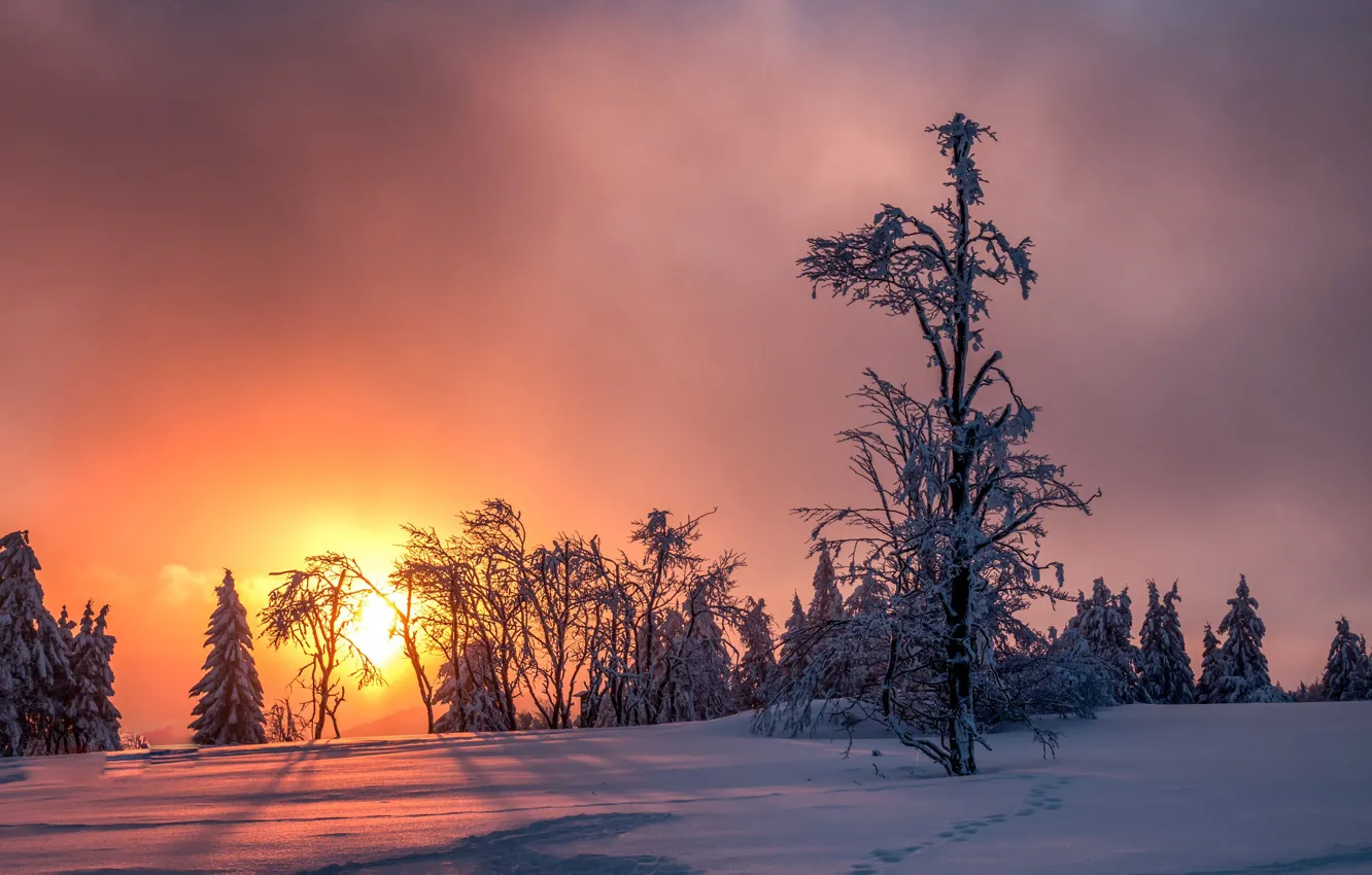 Photo wallpaper winter, the sky, snow, trees, sunset, frost