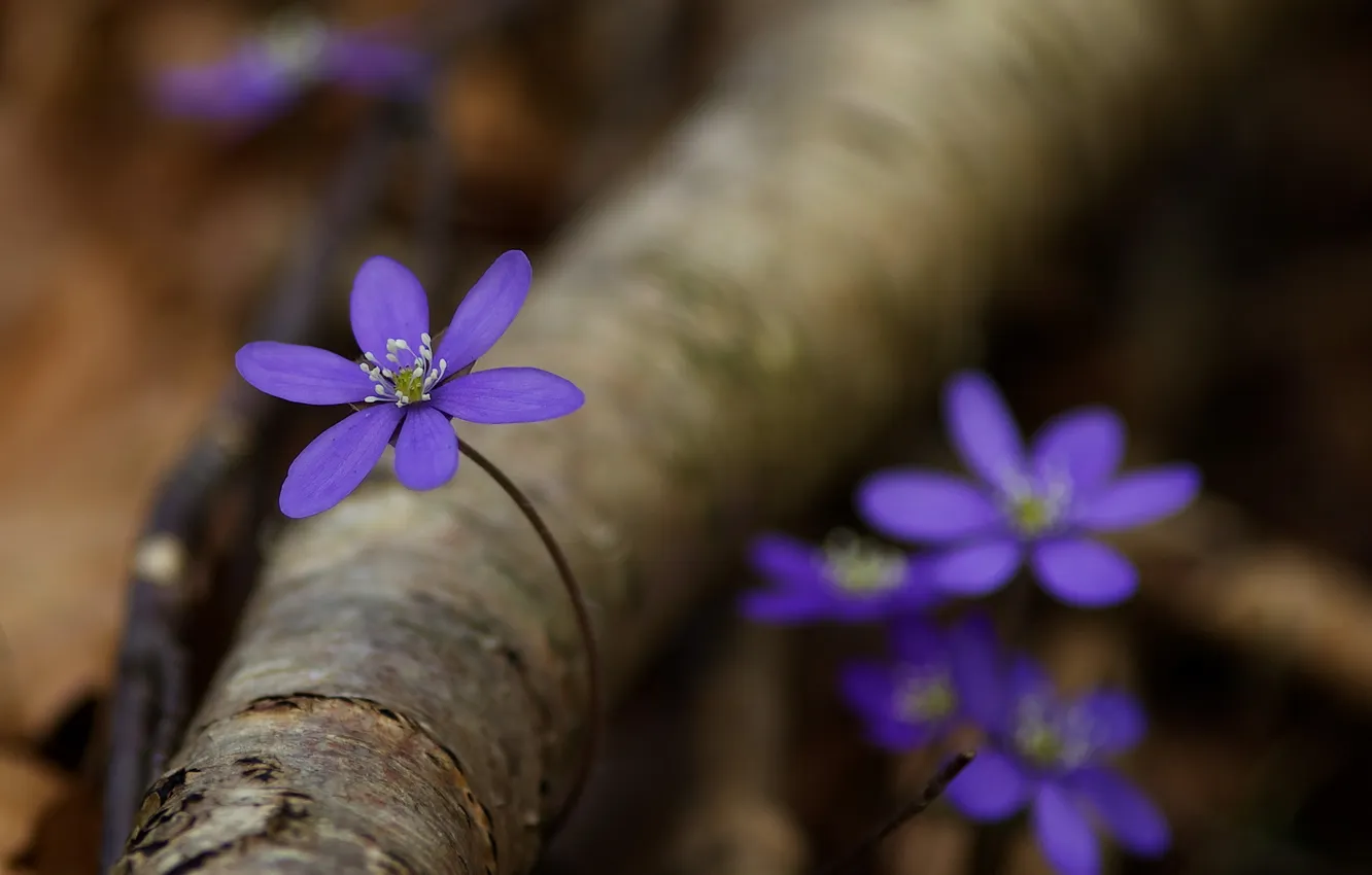 Photo wallpaper forest, flowers, nature