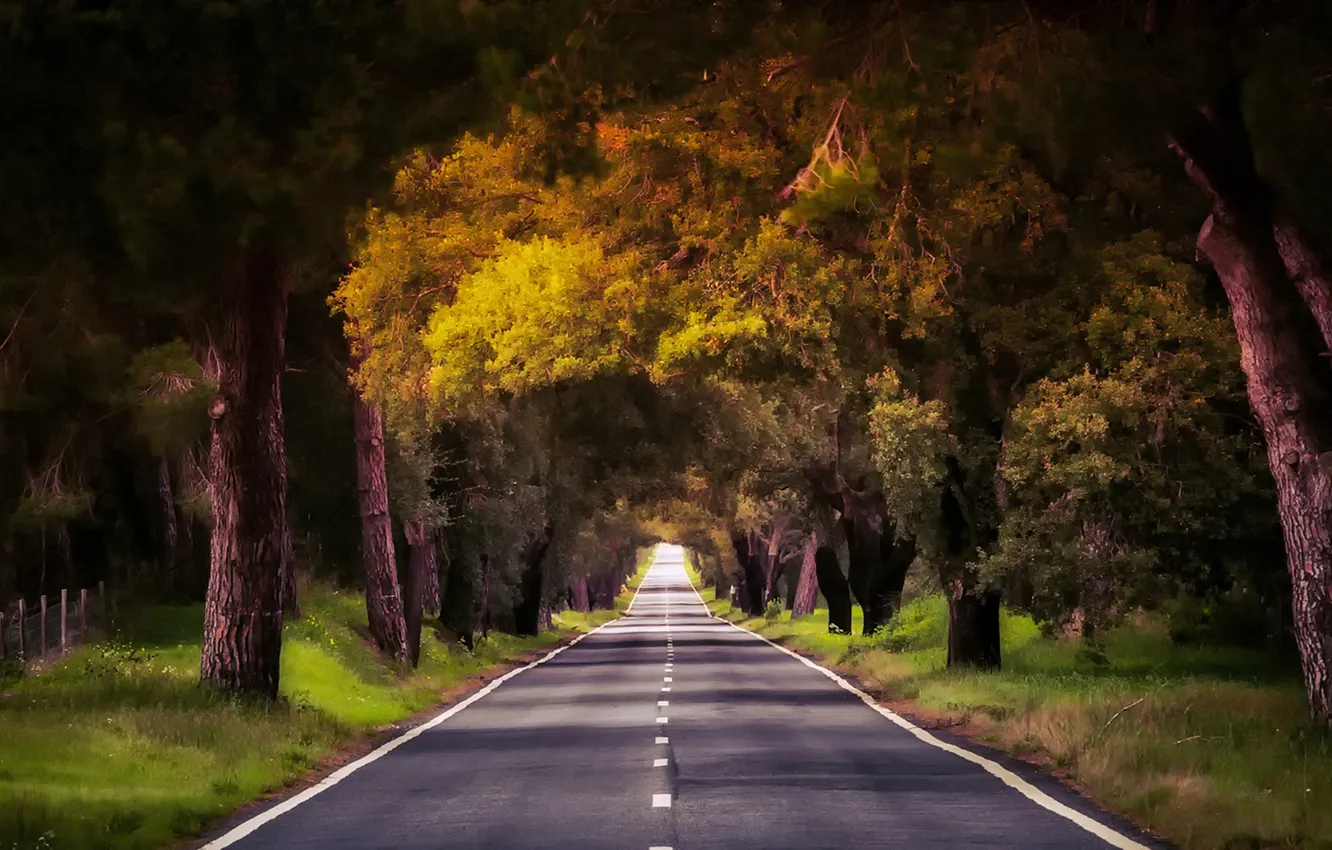 Photo wallpaper road, forest, trees, nature, Portugal