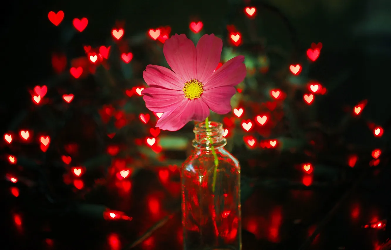 Photo wallpaper flower, light, lights, pink, red, garland, jar, kosmeya